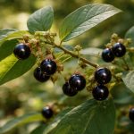 découvrez pourquoi la belladone est une plante considérée comme dangereuse, ses effets toxiques et les précautions à prendre.