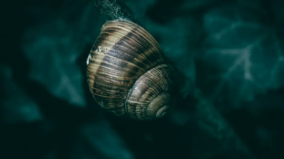 bave d escargot danger — Bave d'escargot danger : les réponses aux questions fréquentes