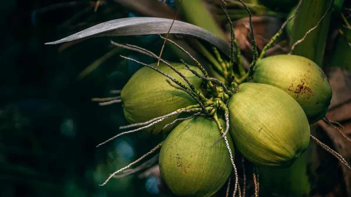 boire huile de coco au coucher — Boire huile de coco au coucher : définition, effets et limites